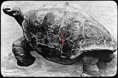 Seeschildkröte | Sea Turtle  (foticon-600-simon-meer-363-062-sw.jpg)